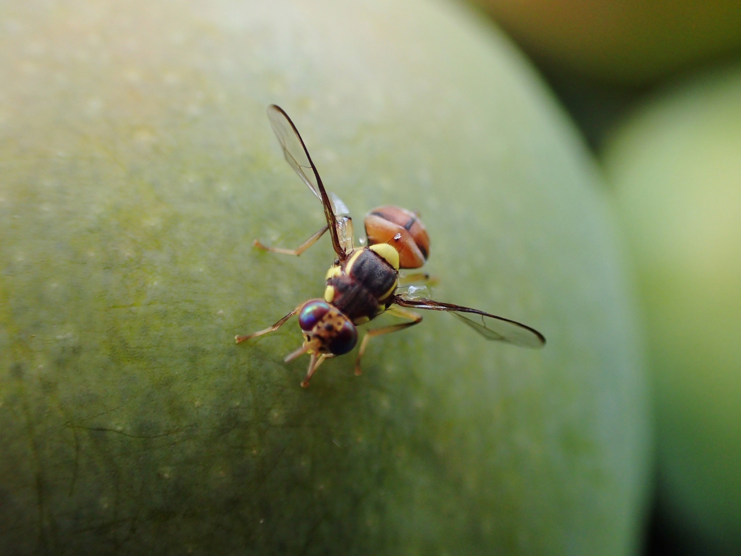 australia-se-asia-join-to-control-mango-pest-aciar